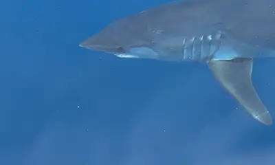 Huntington Beach Report Video 0