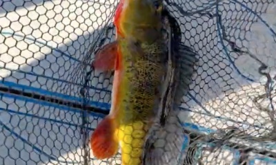 Southwest Ranches Report Video 0