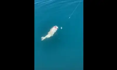 Lee County Report Video 2