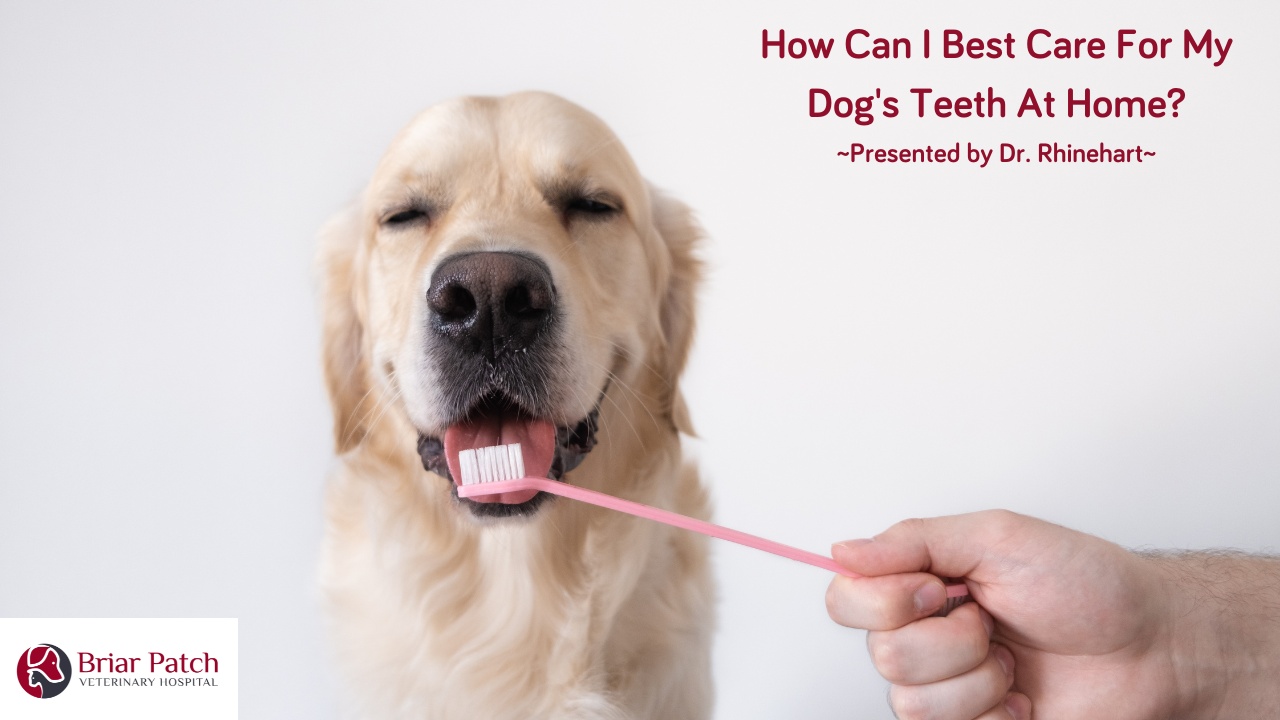 Can i brush my dog's teeth with baby toothpaste hotsell