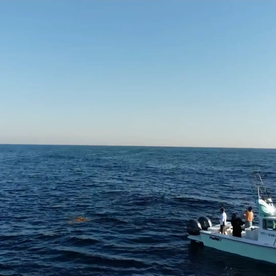 Business Card: Single Fin Sport Fishing