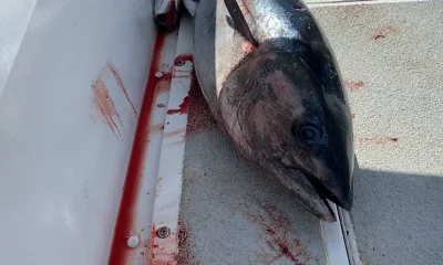 San Diego Report Video 0
