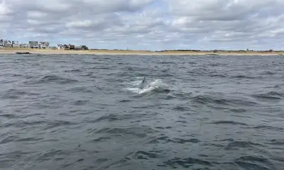 Full day fall striper