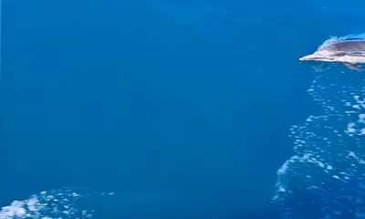 Dana Point Report Video 2