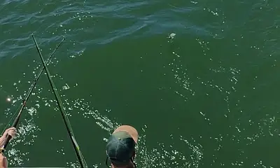 Wanchese Report Video 0