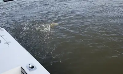 Apalachicola Report Video 0