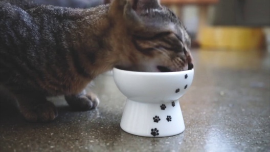 Necoichi Raised Cat Water Bowl : Target