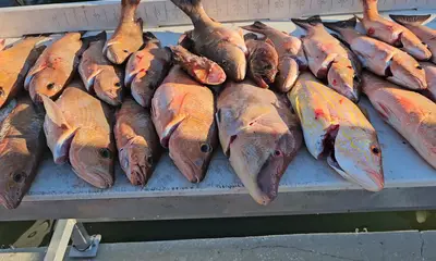 St. Petersburg Report Video 0