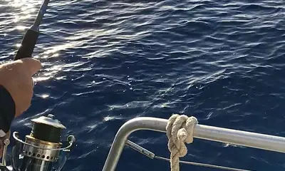 Funchal Report Video 3
