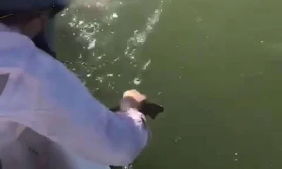 Port O'Connor Report Video 0