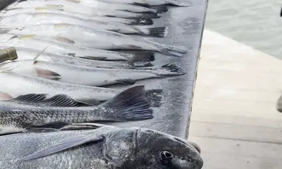 Port Isabel Report Video 0