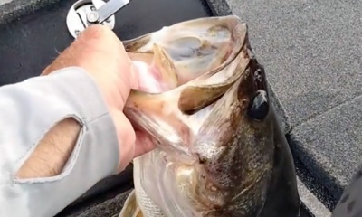 The bass are getting ready to spawn any 