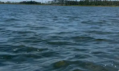 Perfect Day