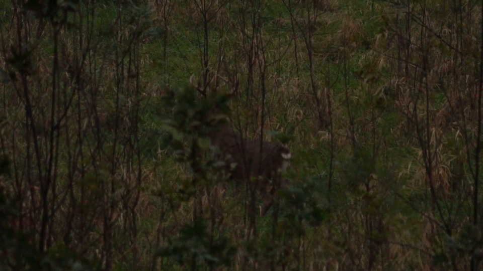 Whitetails By Design TV - Episode 10 - #1 Rule for Tracking a Wounded Whitetail