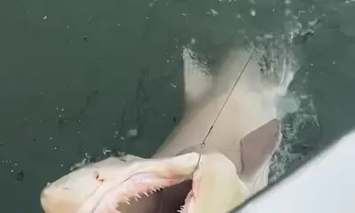 4 Hour Shark Trip