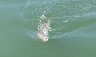 Lake Charles Report Video 0