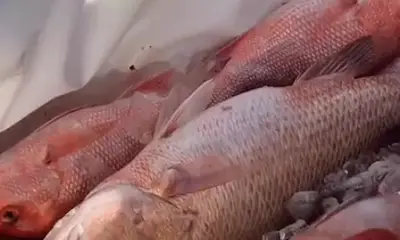 Santa Rosa Beach Report Video 0