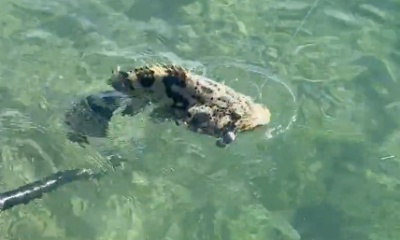 Stock Island Report Video 1