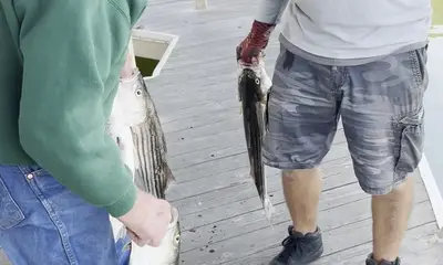 Bethel Island Report Video 1