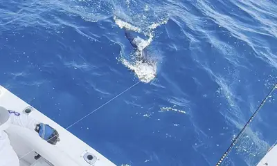 Reporte de Cabo San Lucas Video 1