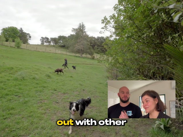 K9 Heaven West Auckland Doggy Daycare Boarding