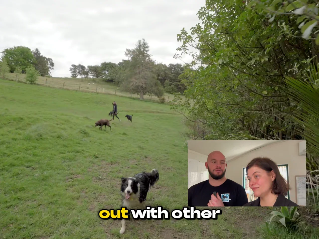 K9 Heaven West Auckland Doggy Daycare Boarding