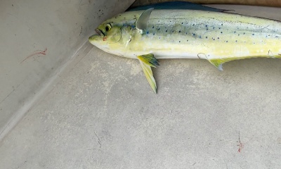 nice surprise mahi-mahi!