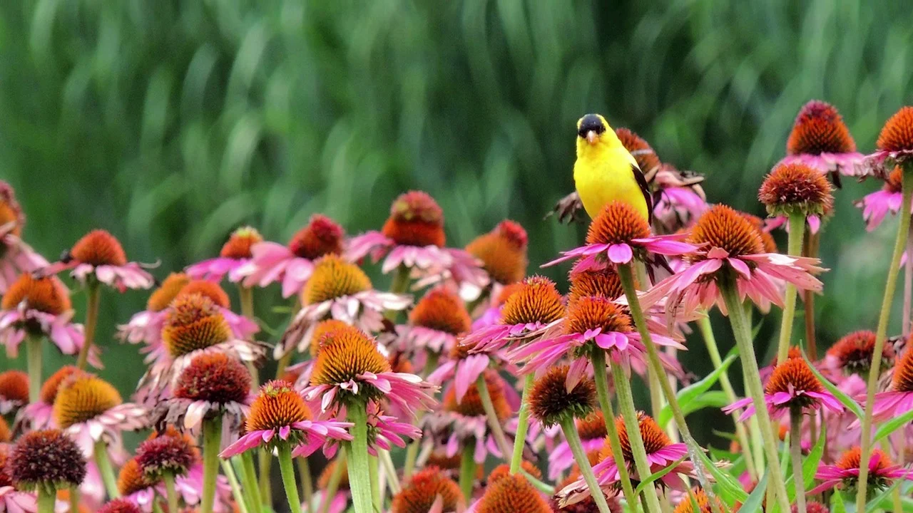 Wildflower Gardening in Oklahoma