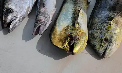 Pompano Beach Report Video 0