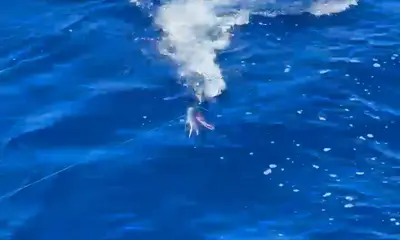 2-4 for Striped Marlin 