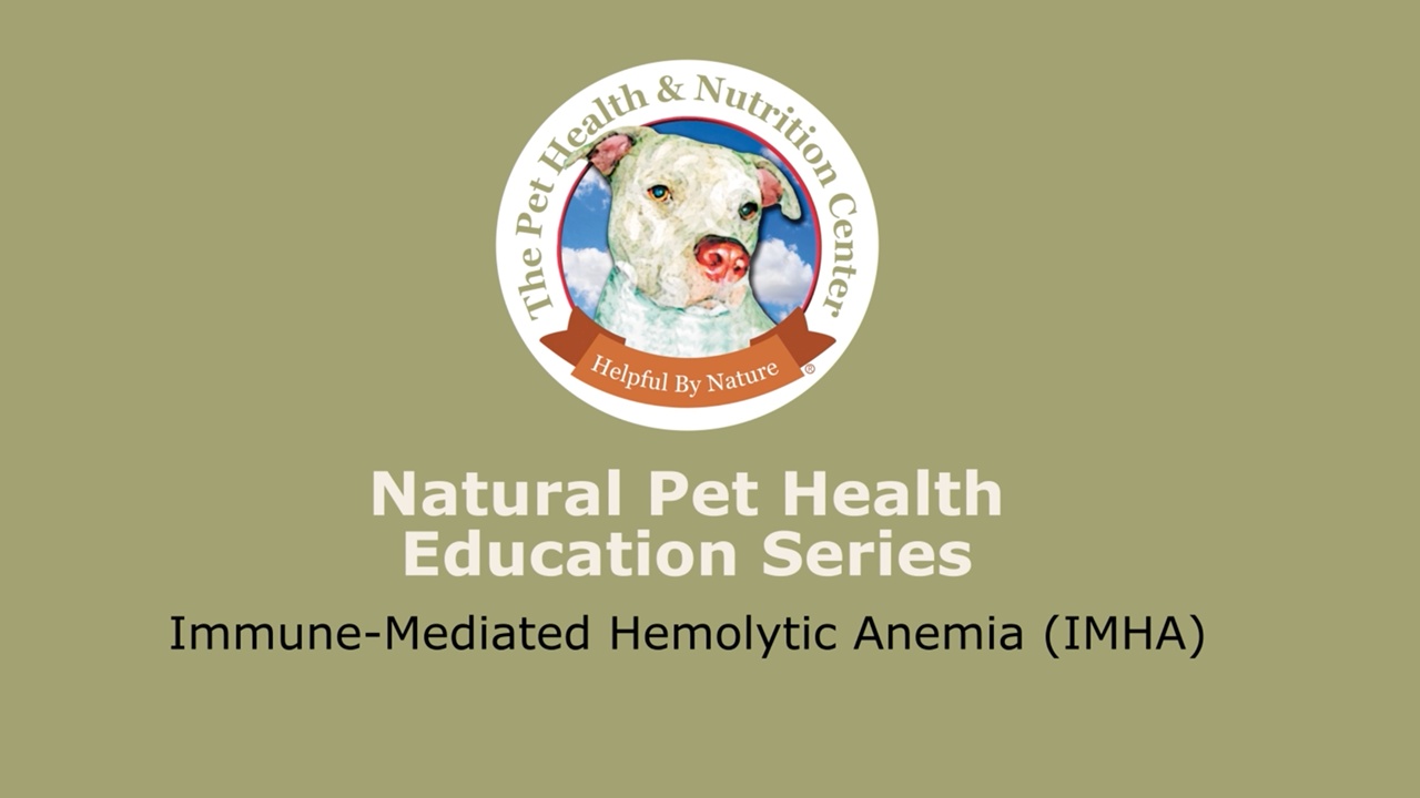 Canine autoimmune hemolytic anemia treatment sale