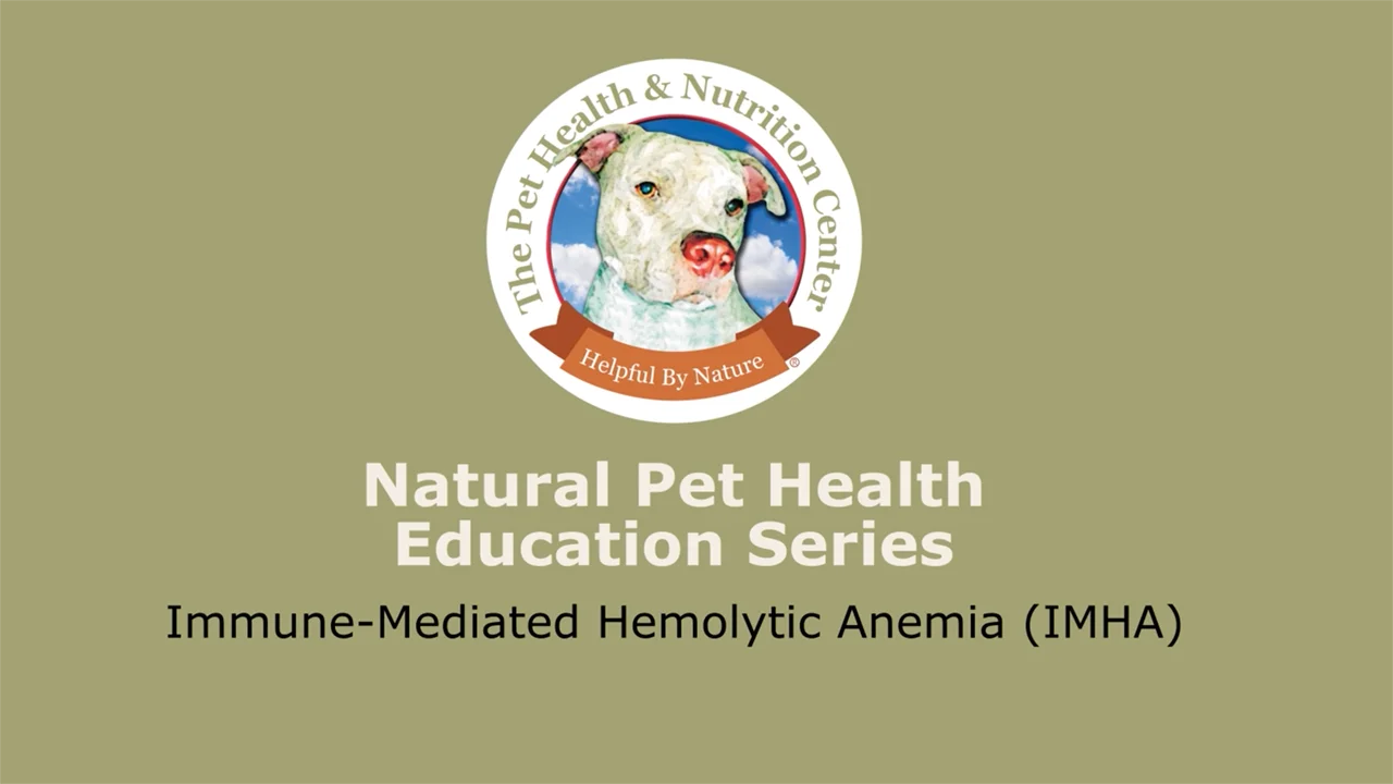 Anemic dog treatment at cheap home