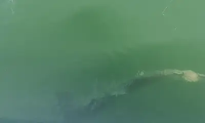 St. Petersburg Report Video 0