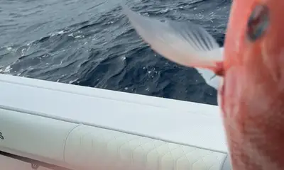 Belleair Bluffs Report Video 0