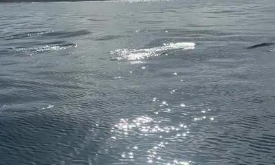 Excellent morning of Fishing