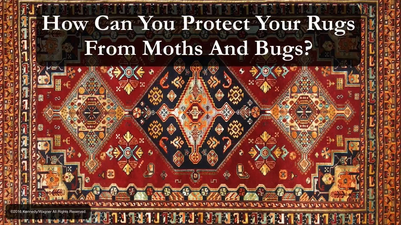 Protect Your Rugs from Moths– Bradford's Rug Gallery
