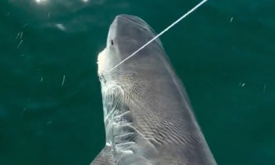 New years fishing report! 