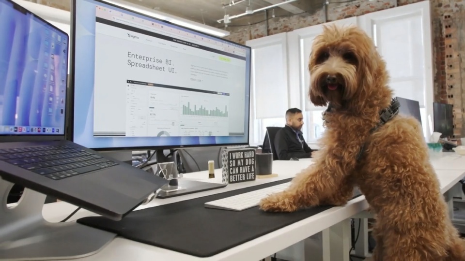 Dutch Pet - Customer Success Story (Kelly Nielsen - Director of Business Intelligence)