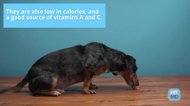 Can Dogs And Puppies Eat Apples? | Are Apples Good For Dogs? | Petmd