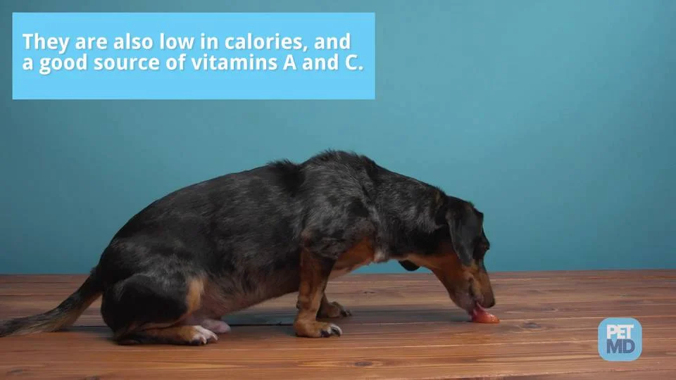 what happens if a dog eats a whole apple