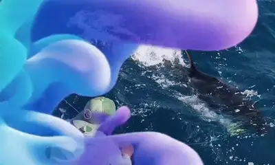 Tavira Verslag Video 0