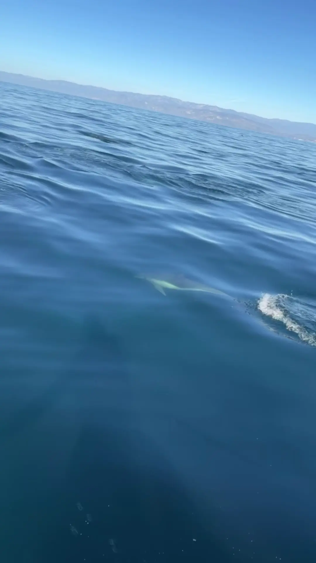 Business Card: Graphic Slayer Sportfishing
