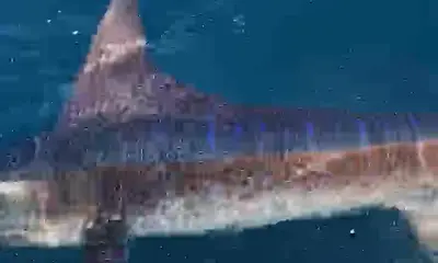 Playa Flamingo Report Video 0