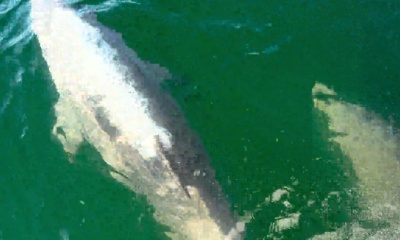 Our trip with Steve and Nick on Sweet Jody was unforgettable!!! 