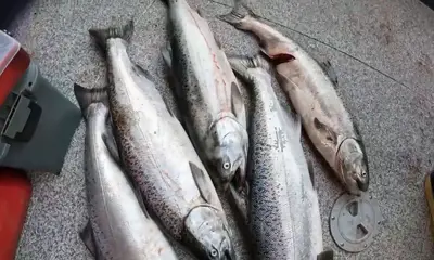 Portland Report Video 0
