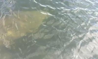 Navarre Report Video 0