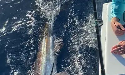 what a great trip caught a blue marlin 