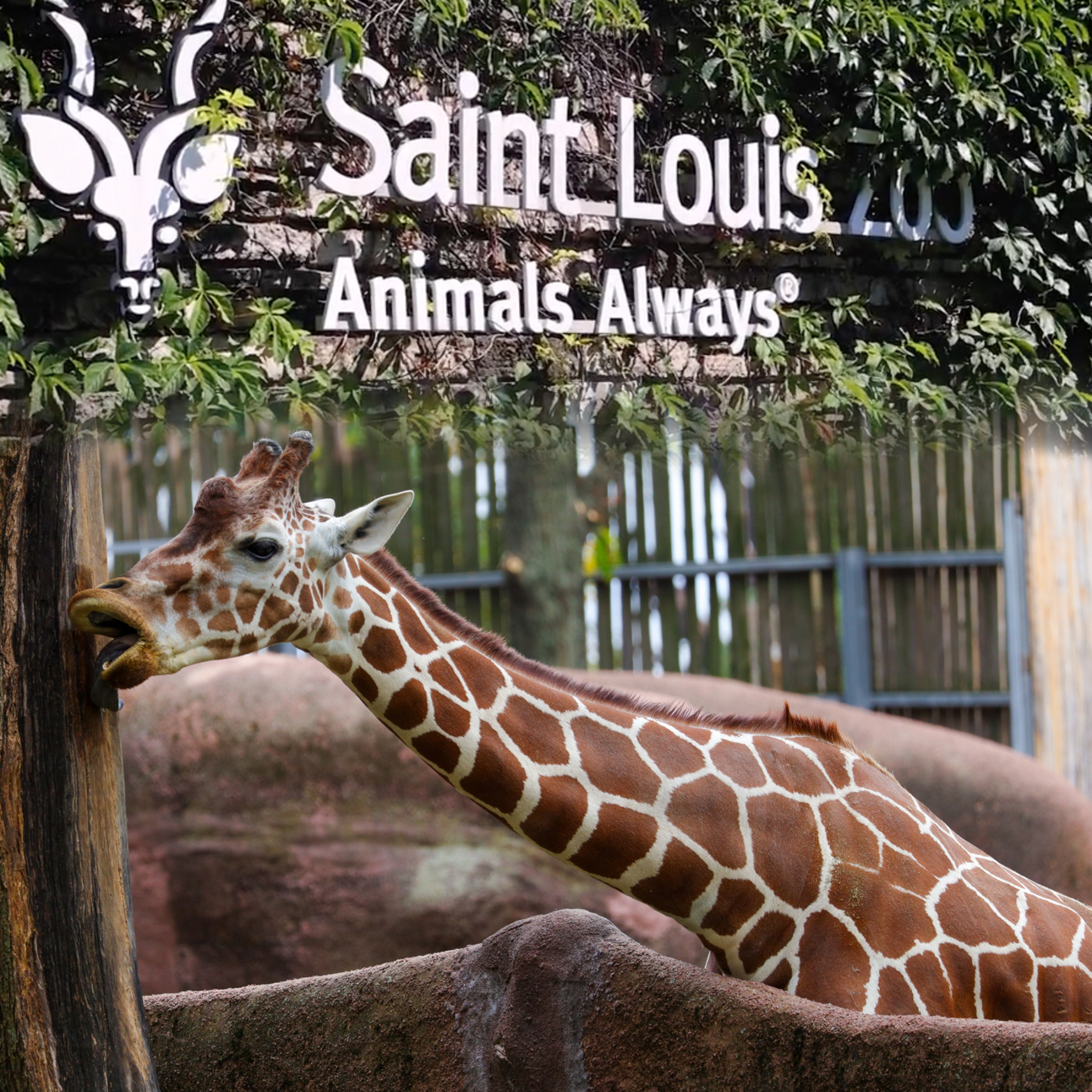 Episode 5: St. Louis Zoo episode artwork