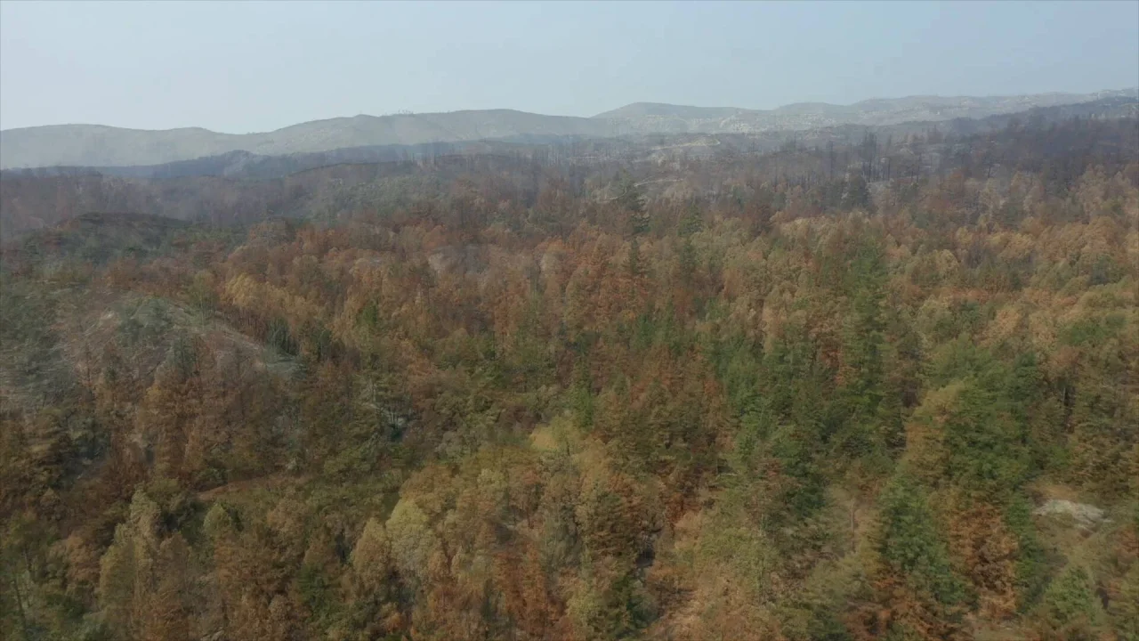 Comment les arbres nous apprennent à passer l'hiver - Nature \u0026 Autonomie, image size:1280x720