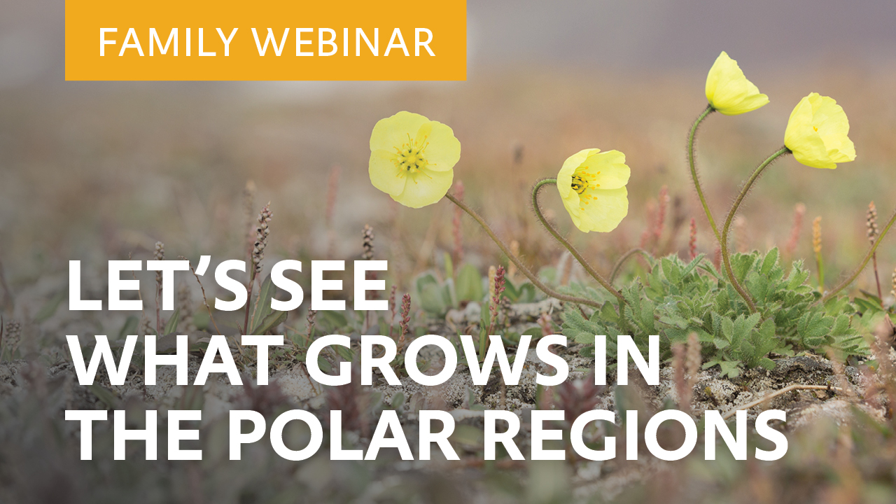 webinar-family-friendly-talk-let-s-see-what-grows-in-the-polar-regions